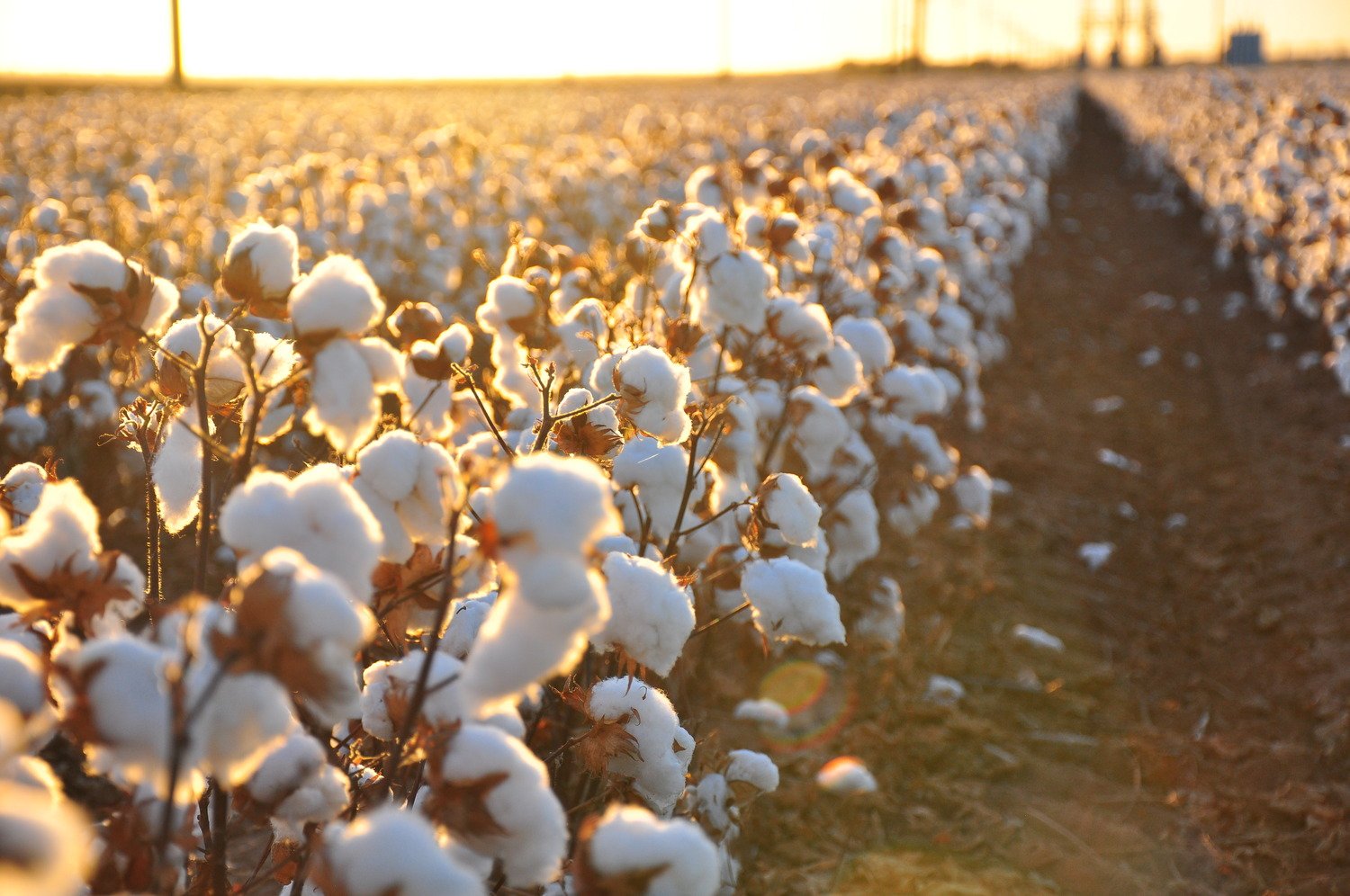 A Short History of Egyptian Cotton